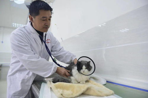 给喵星人汪星人针灸 把脉 喂中药 南农教学动物医院能为爱宠 望闻问切