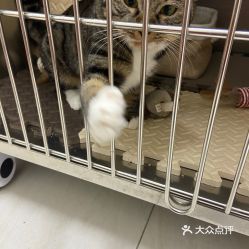 电话,地址,价格,营业时间 图 北京宠物