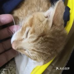 电话,地址,价格,营业时间 本溪宠物