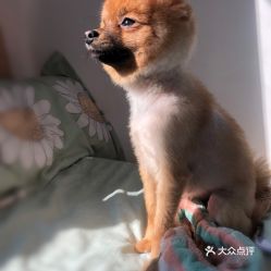 电话,地址,价格,营业时间 北京宠物