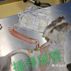 电话,地址,价格,营业时间 上海宠物