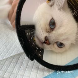 电话,地址,价格,营业时间 北京宠物