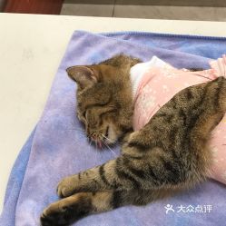 电话,地址,价格,营业时间 上海宠物