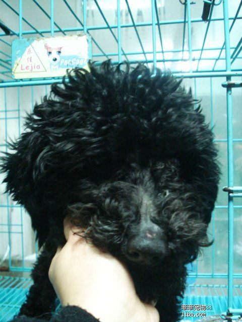 苏州菲菲宠物连锁第二个5载 动物医院定点防疫办证 专业诊疗平价收费 美容沙龙 狗粮用品大型超市 专业洗护美容寄养训练