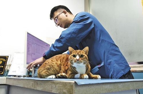 刁生文 与宠物的温暖契约