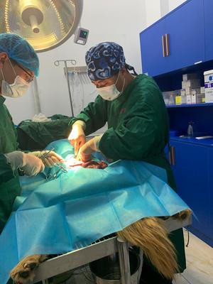 曲靖农校晟爱动物医院正式对外开展宠物诊疗、护理及美容服务