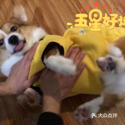 电话,地址,价格,营业时间 图 上海宠物