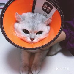 电话,地址,价格,营业时间 武汉宠物