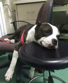 被扔在动物医院的病狗,未来在哪里