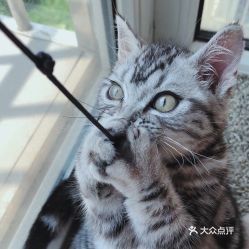 电话,地址,价格,营业时间 北京宠物