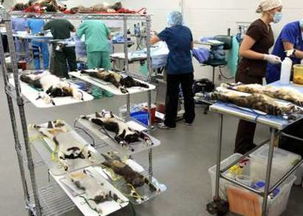 猫咪也能吸 为什么你的朋友圈里都在晒猫