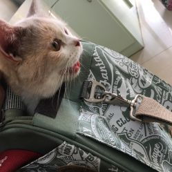 强生动物医院电话, 地址, 价格, 营业时间 宠物 武汉宠物