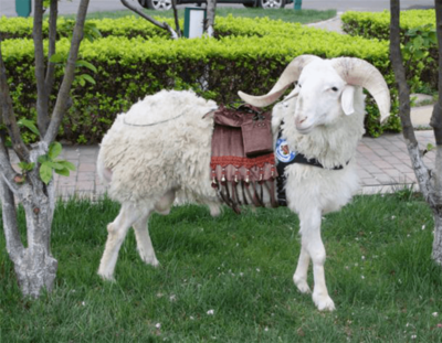 全国首例纯国产人工心脏临床试验在泰达完成!