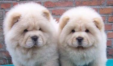 石家庄宠物医院在线咨询-牧兴动物医院图片|石家庄宠物医院在线咨询-牧兴动物医院产品图片由石家庄牧兴动物医院公司生产提供-