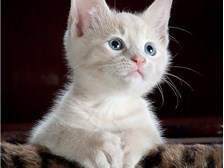 石家庄市裕华区爱戌堂动物医院