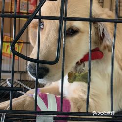 电话,地址,价格,营业时间 武汉宠物