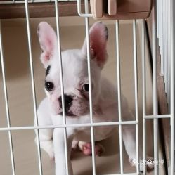 电话,地址,价格,营业时间 上海宠物