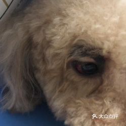 电话,地址,价格,营业时间 重庆宠物