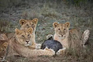 科普 穿山甲能好怎 不进局子,就进医院