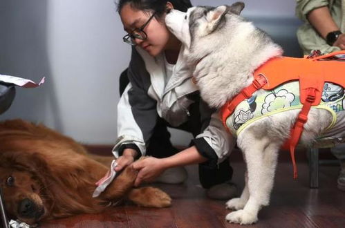 图记 松堂关怀医院首次引入动物疗愈