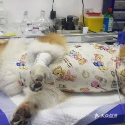 电话,地址,价格,营业时间 北京宠物