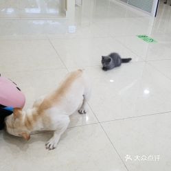 电话,地址,价格,营业时间 北京宠物