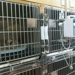 芭比堂动物医院 北京达壹贝分院