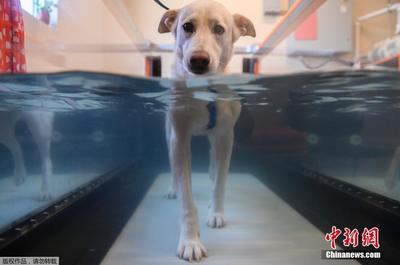 探访美国兽医医院 护理专业细致涵盖针灸水疗