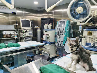 西安朱大湿动物医院