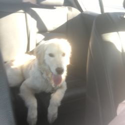 宠爱国际动物医院 百子湾24小时守护您的爱宠健康