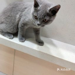 芭比堂动物医院 桥西分院