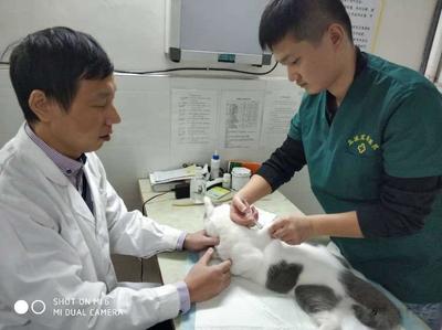 动物医学专业
