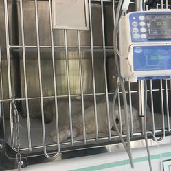 美宠医和动物医院(24小时店)