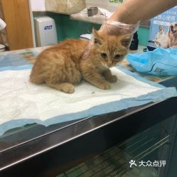 电话,地址,价格,营业时间 北京宠物