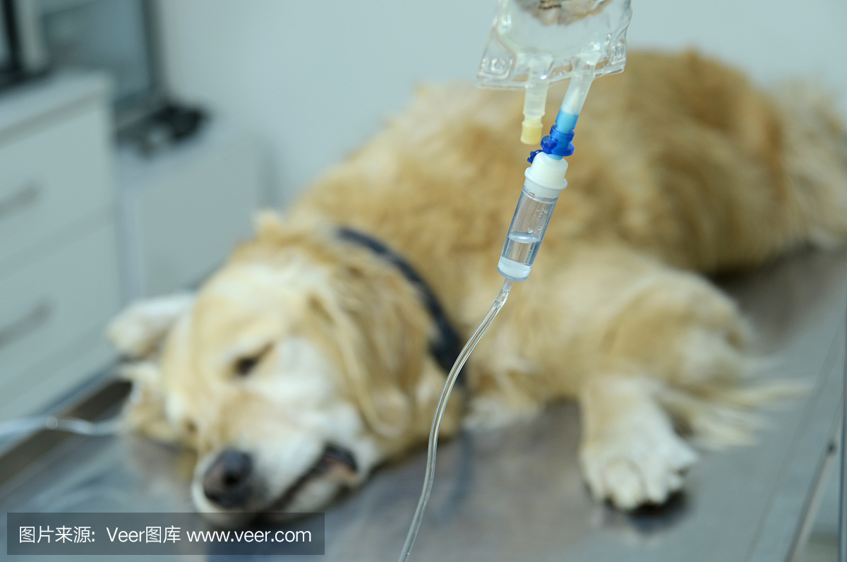 狗在动物医院