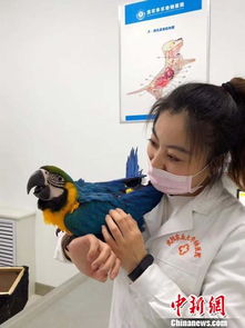 新鲜事 沈阳三甲动物医院兴起用中医给宠物理疗 组图