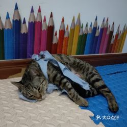 电话,地址,价格,营业时间 哈尔滨宠物