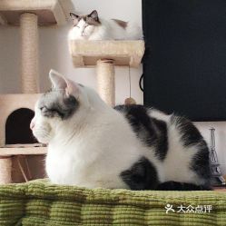 电话,地址,价格,营业时间 北京宠物