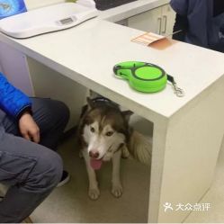 电话,地址,价格,营业时间 西安宠物
