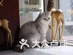 西安高新区宠物动物医院 专业呵护，爱心同行