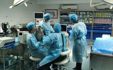 记者手记 神奇动物在这里，万物共生更美丽——探访动物医院