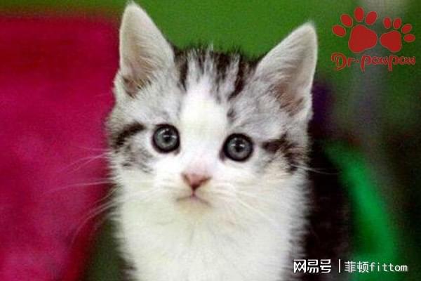 如何应对幼猫感冒发烧与脱水检查 爪爪博士宠物指南