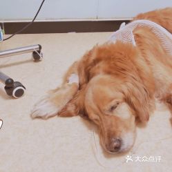 北京宠物动物医院综合指南 联系方式、地址、价格及营业时间