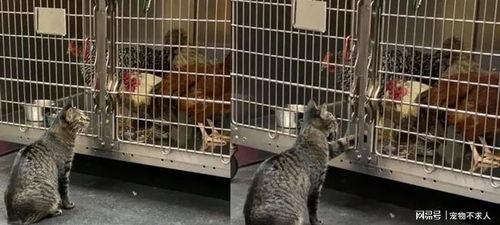 这家动物医院收留的6只流浪猫，每只猫咪都有自己的工作