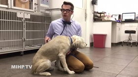 猫鼻子饲管临床操作指南