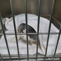 谐和益家动物医院(长虹国际城店) - 专业宠物健康守护者