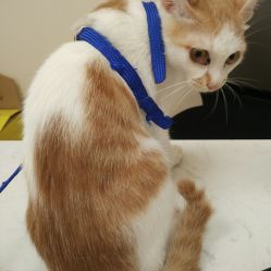 芭比堂动物医院佛山宠爱一生分院 专业守护宠物健康