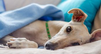 中国平安宠物保险保障如何？家庭宠物是否有必要购买保险？