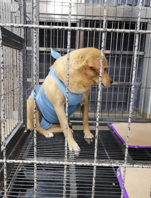 麦子计划小雨滴反馈No.1480 为流浪狗实施绝育手术，共建和谐社区